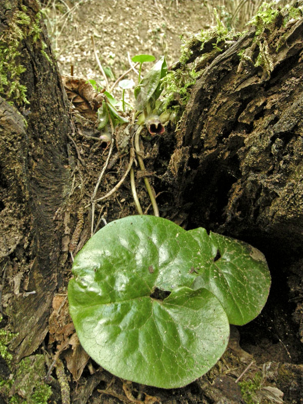 Asarum europaeum L.  /  Baccaro